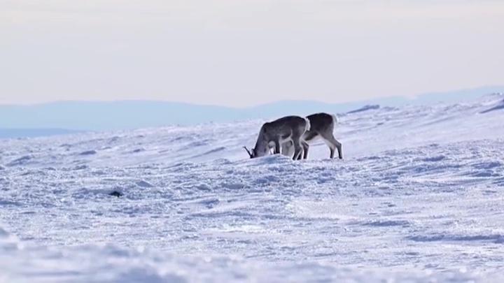Стадо диких оленей из Лапландского заповедника попало на видео