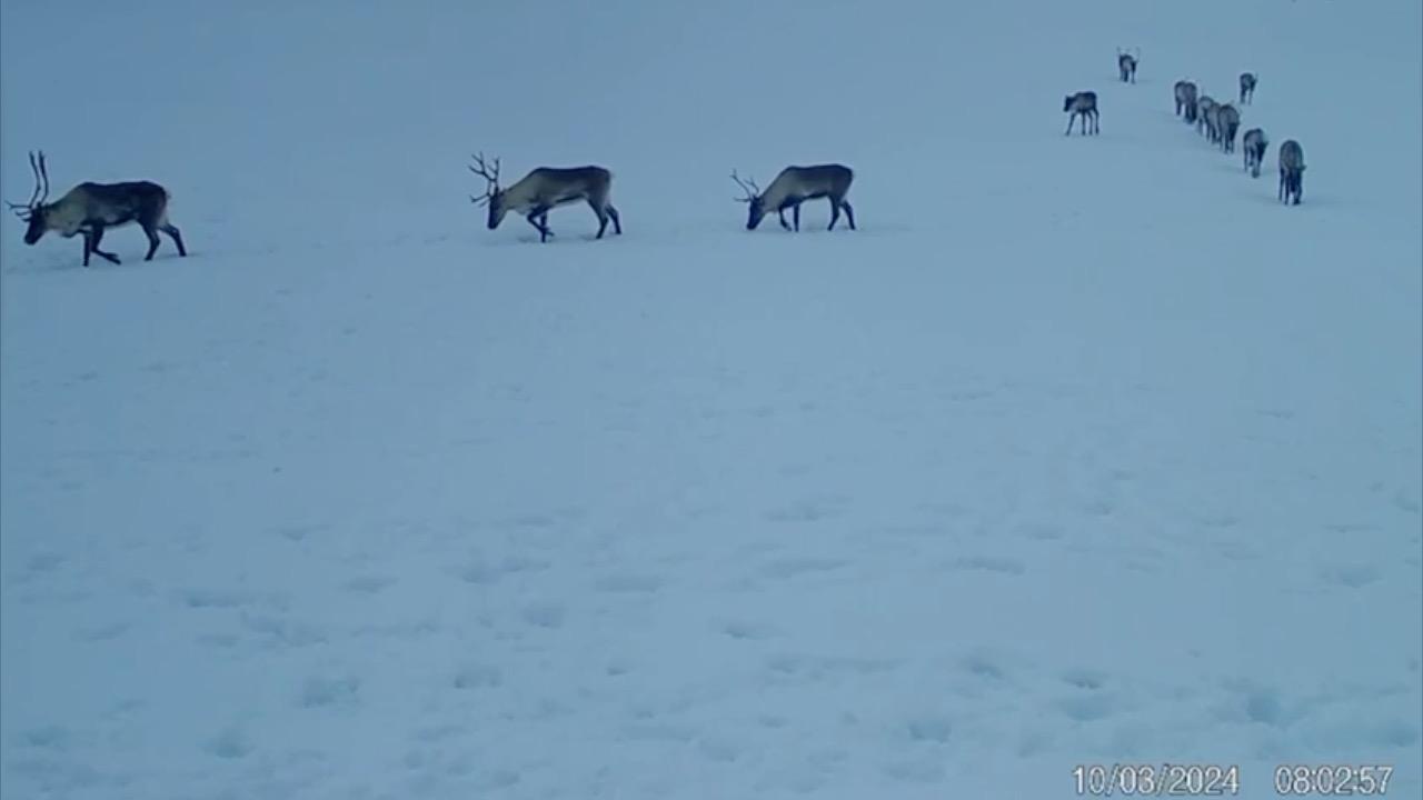 Стадо северных оленей запечатлели камеры фотоловушек в Лапландском заповеднике