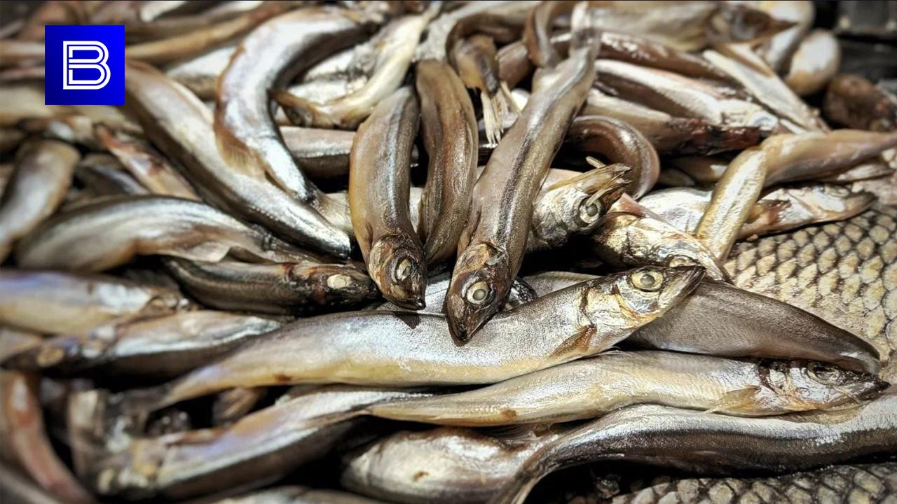 За границу из Мурманской области отправили 38 тысяч тонн рыбы и морепродуктов с начала года