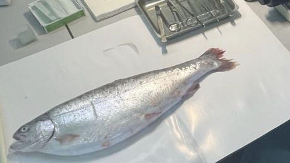 Более 8 тонн рыбопродукции отправили на обезвреживание после проверки на паразитов в Мурманской области 