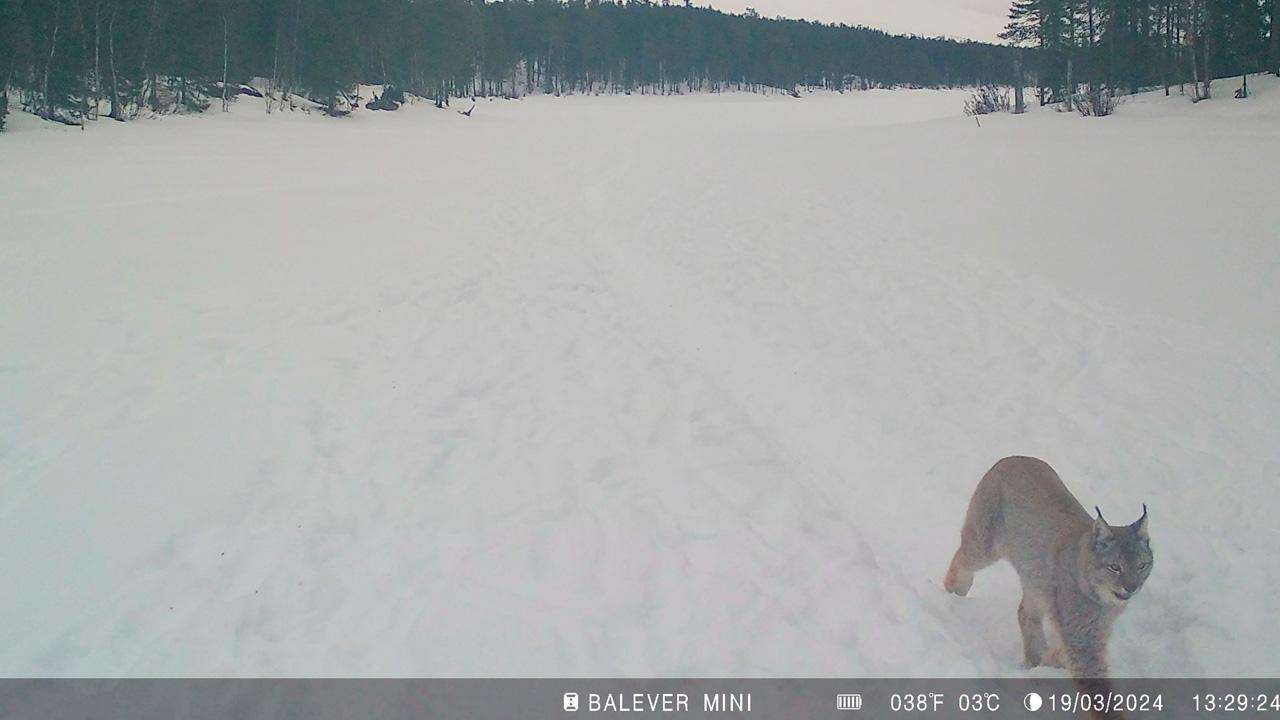Фотоловушка запечатлела рысь в Лапландском заповеднике