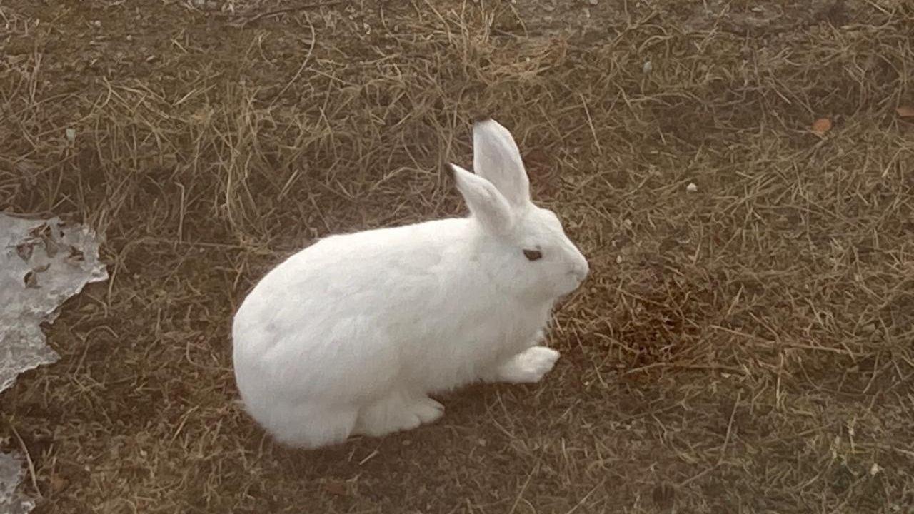 Зимой белый, летом серый – почему зайцы в &quot;Пасвике&quot; не торопятся менять шубку