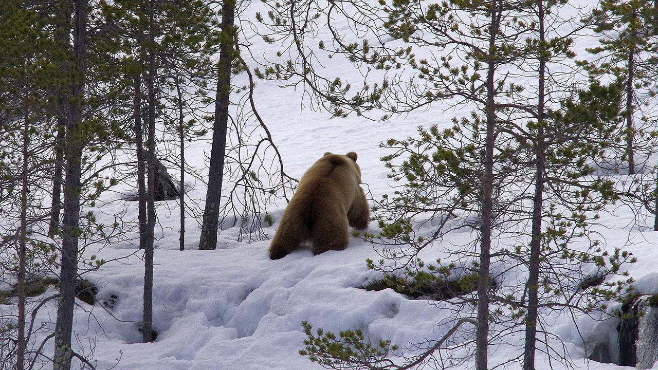 &quot;Пробирается медведь сквозь лесной валежник&quot;: инспектор Кандалакшского заповедника показал будни косолапого