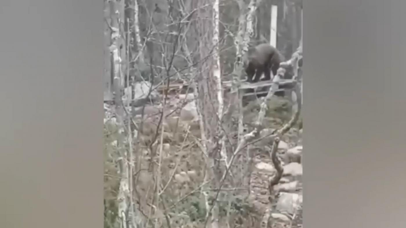 В районе острова Зеленый в Мурмашах бродит медведь