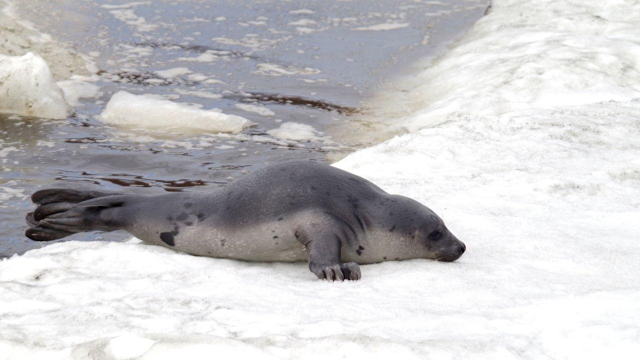 У берегов Кандалакши замечены молодые тюлени