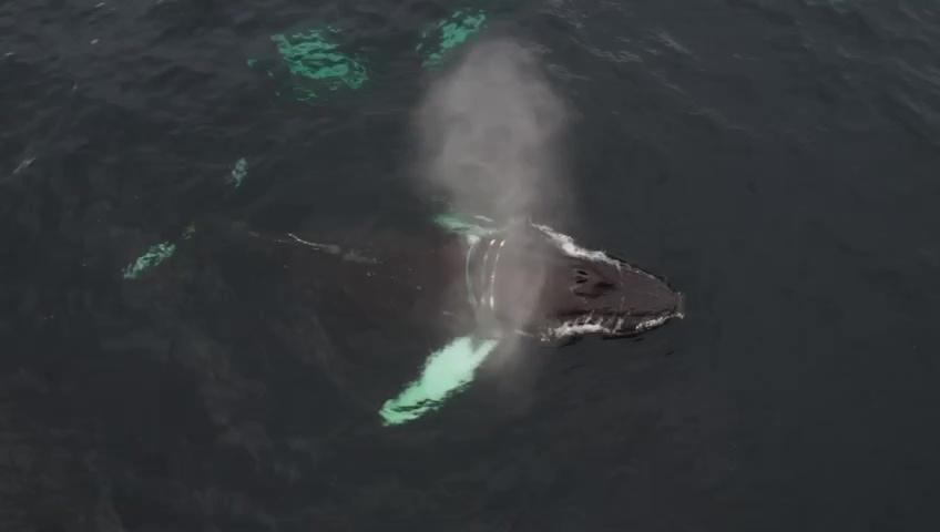 Запутавшегося в сетях кита под Териберкой нашли
