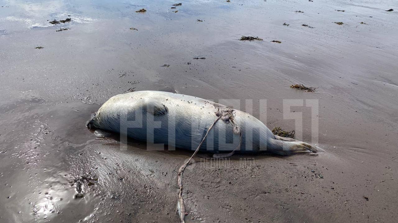 Полиция проверит обстоятельства гибели 13 тюленей в Терском районе Мурманской области
