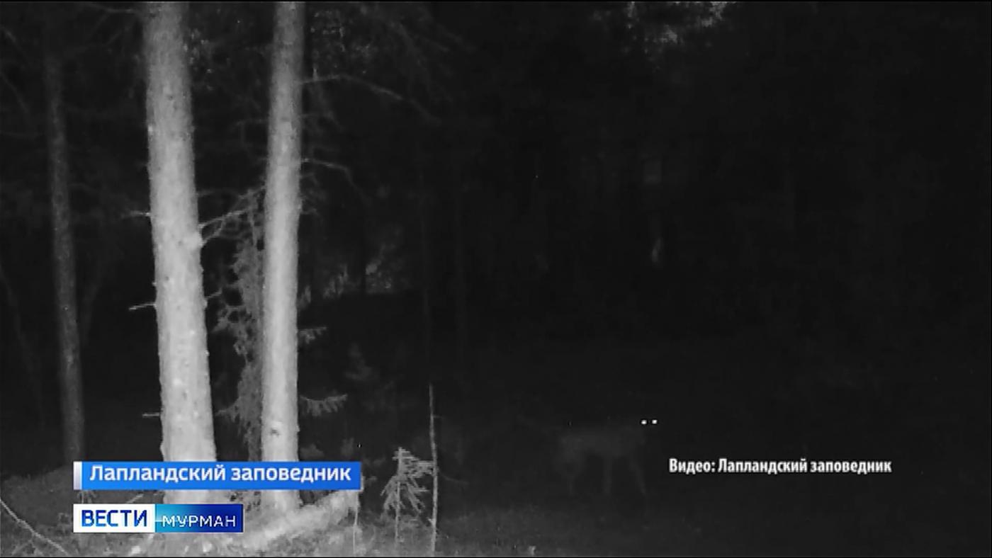 Волчья стая попала фотоловушку Лапландского заповедника