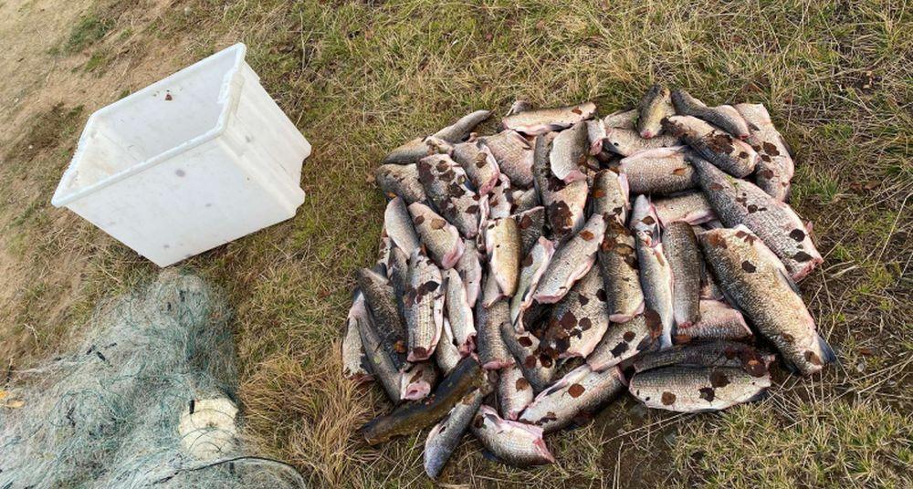 За незаконный вылов сига два северянина могут отправиться в колонию
