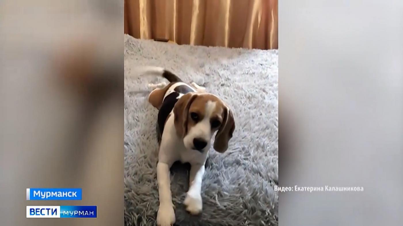 Новогодние забавы – беда для собак: семья из Мурманска до сих пор ищет пропавшего бигля