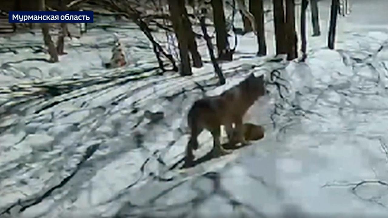 В Апатитах разыскивают опасного дикого зверя