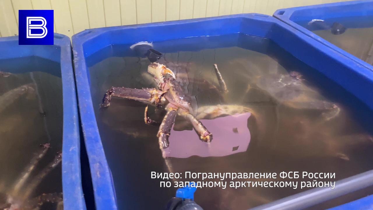 Сотрудники Погрануправления ФСБ России остановили работу нелегального производства по передержке краба