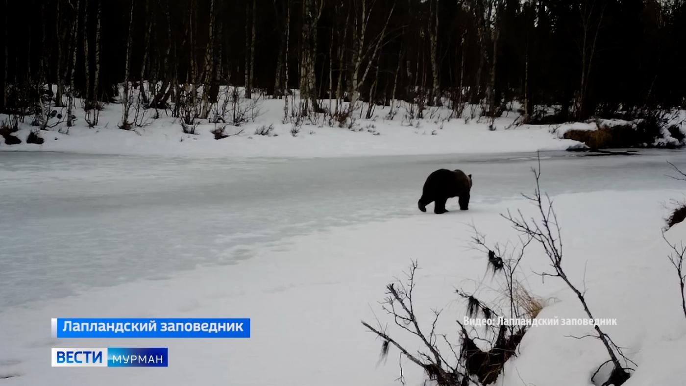 Пробуждение природы: в Лапландском заповеднике камеры фотоловушек запечатлели медведя и лося