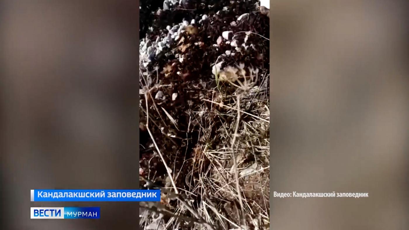 В Кандалакшском заповеднике проснулись гадюки
