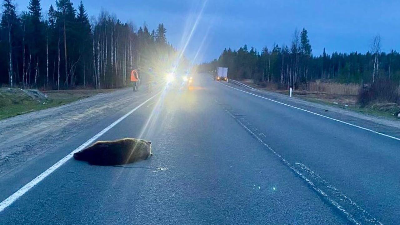 На трассе Санкт-Петербург — Мурманск насмерть сбили медведя