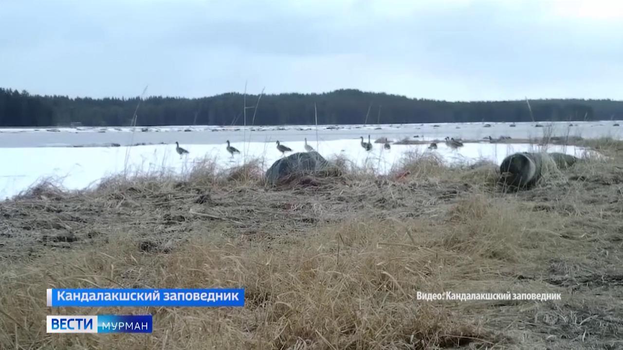 Гуси-гуменники возвращаются на Кольский полуостров