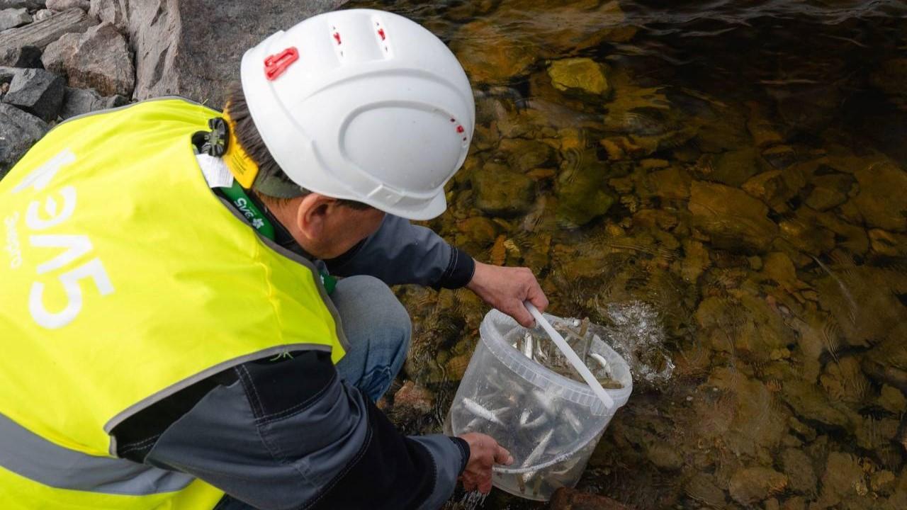 В Ковдозерское водохранилище выпустили еще 2900 мальков сига