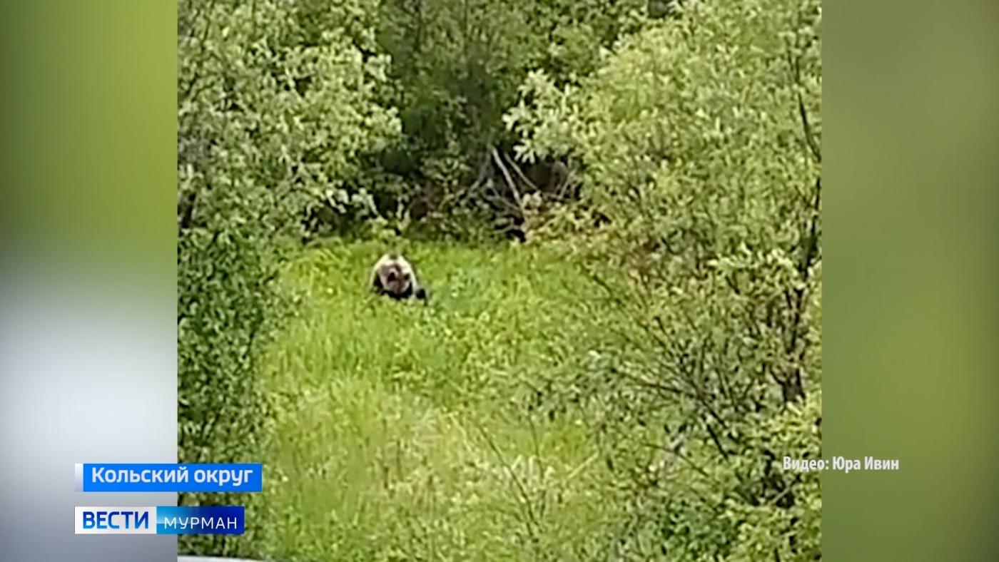 В район поселка Шонгуй повадились ходить медведи