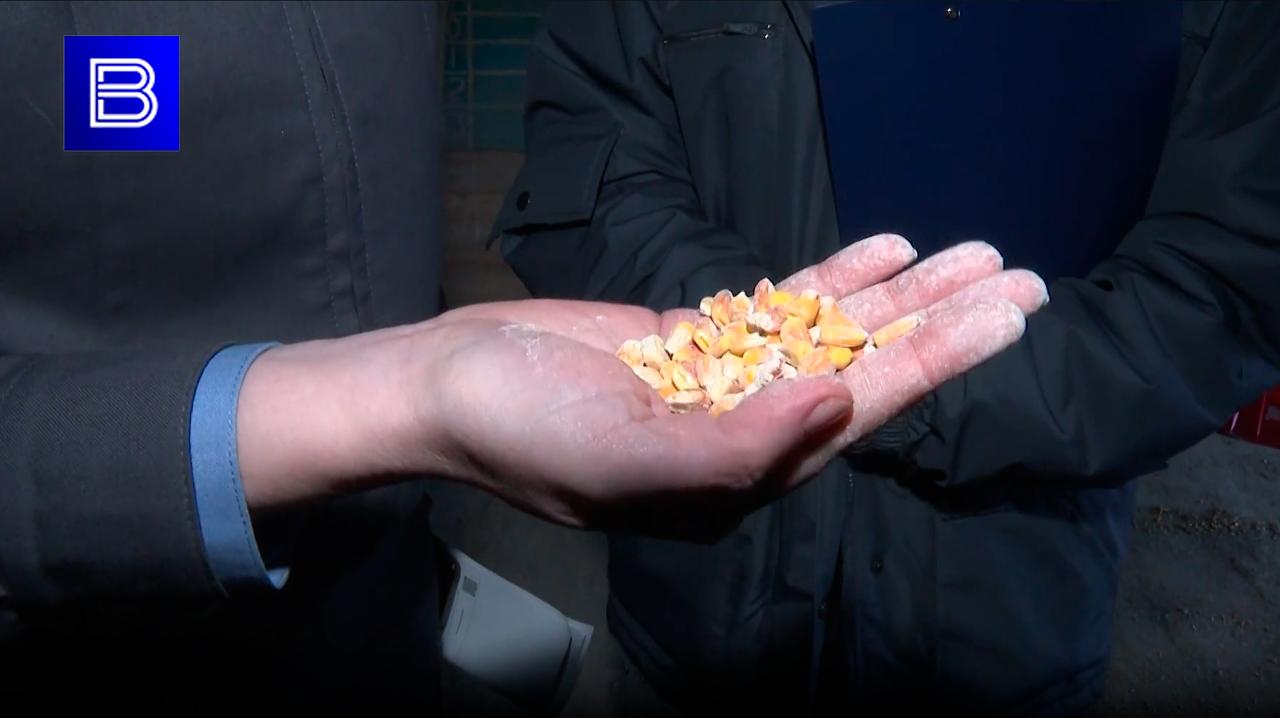 Склады зерен в Мурманской области начали проверять на наличие капровых жуков