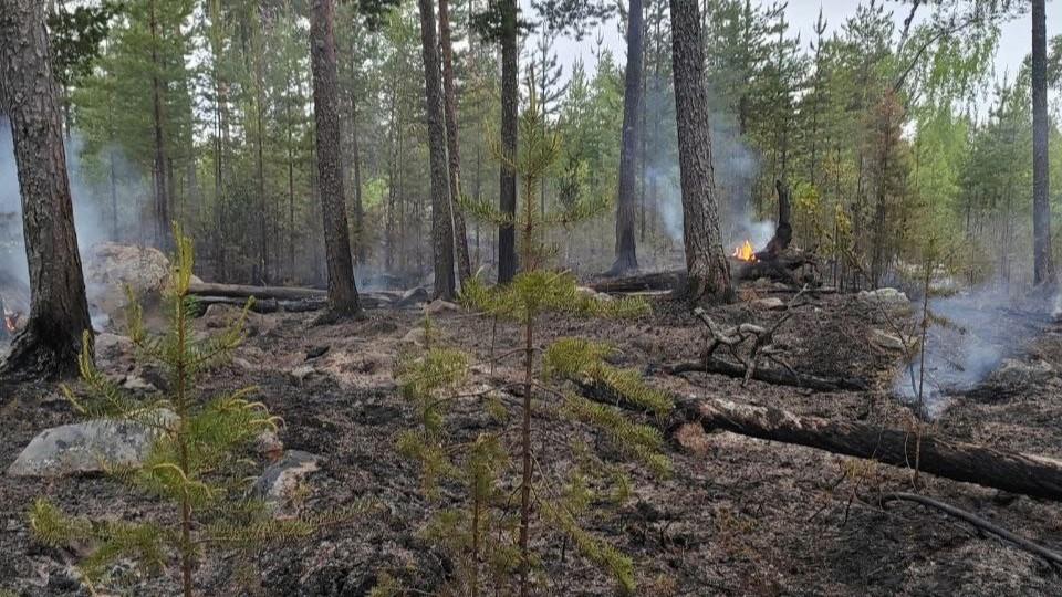 Три лесных пожара потушили в Мурманской области
