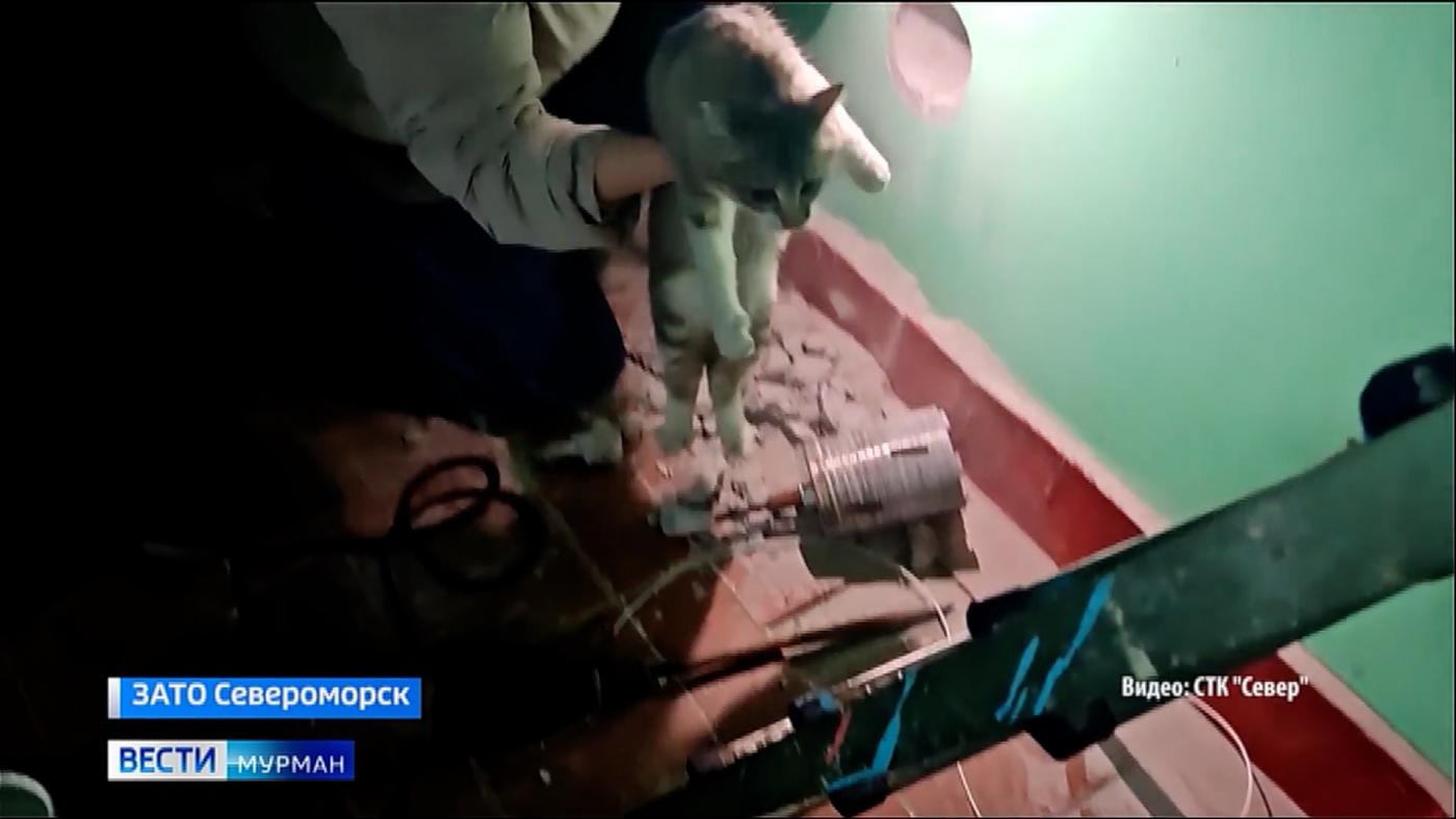 Четвероногий следопыт в застенных лабиринтах дома, или как североморцы пять дней спасали кошку из ловушки