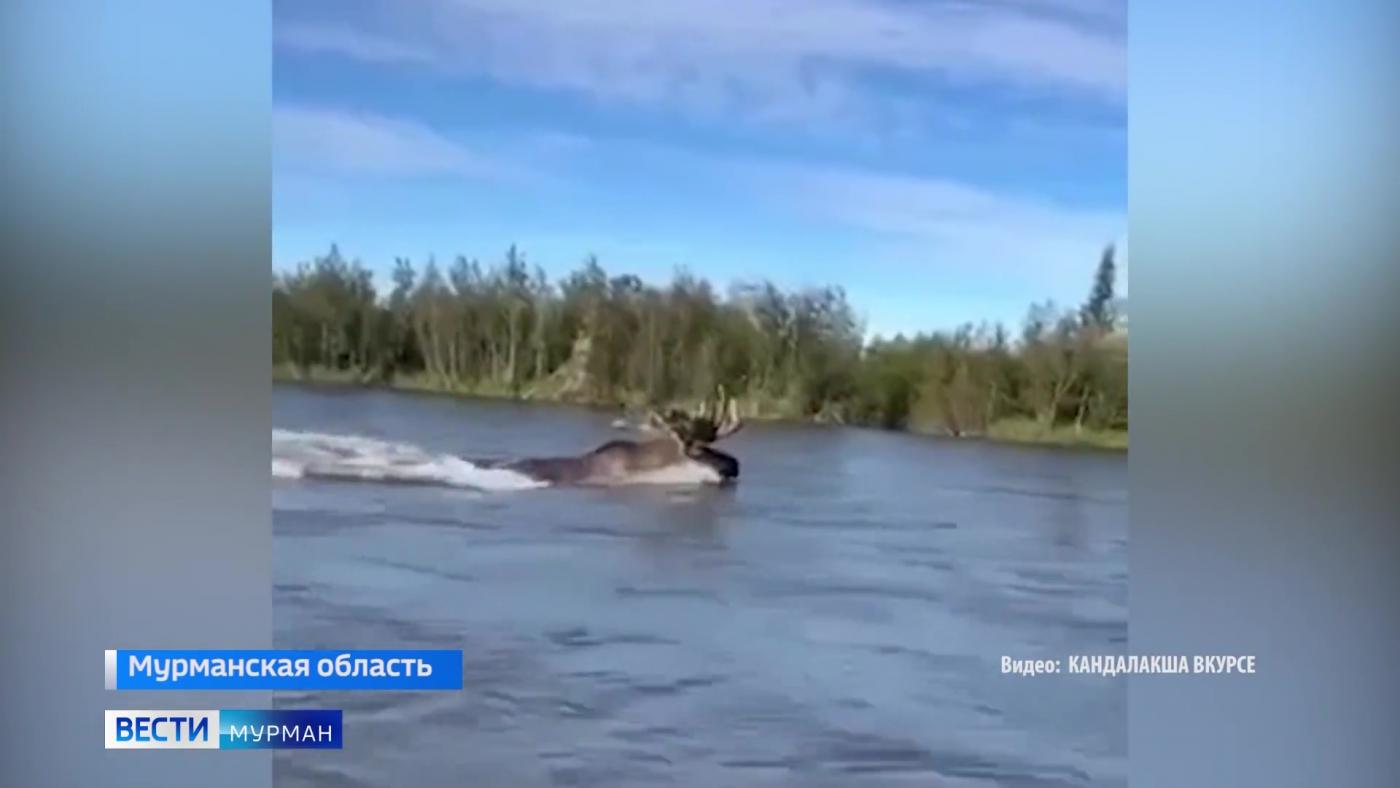 Теплая погода в Кольском Заполярье привела лося к воде
