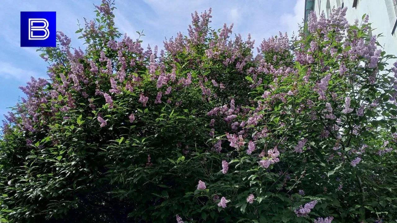 Незаконно вырубленные деревья в Мурманске компенсирует собственник участка
