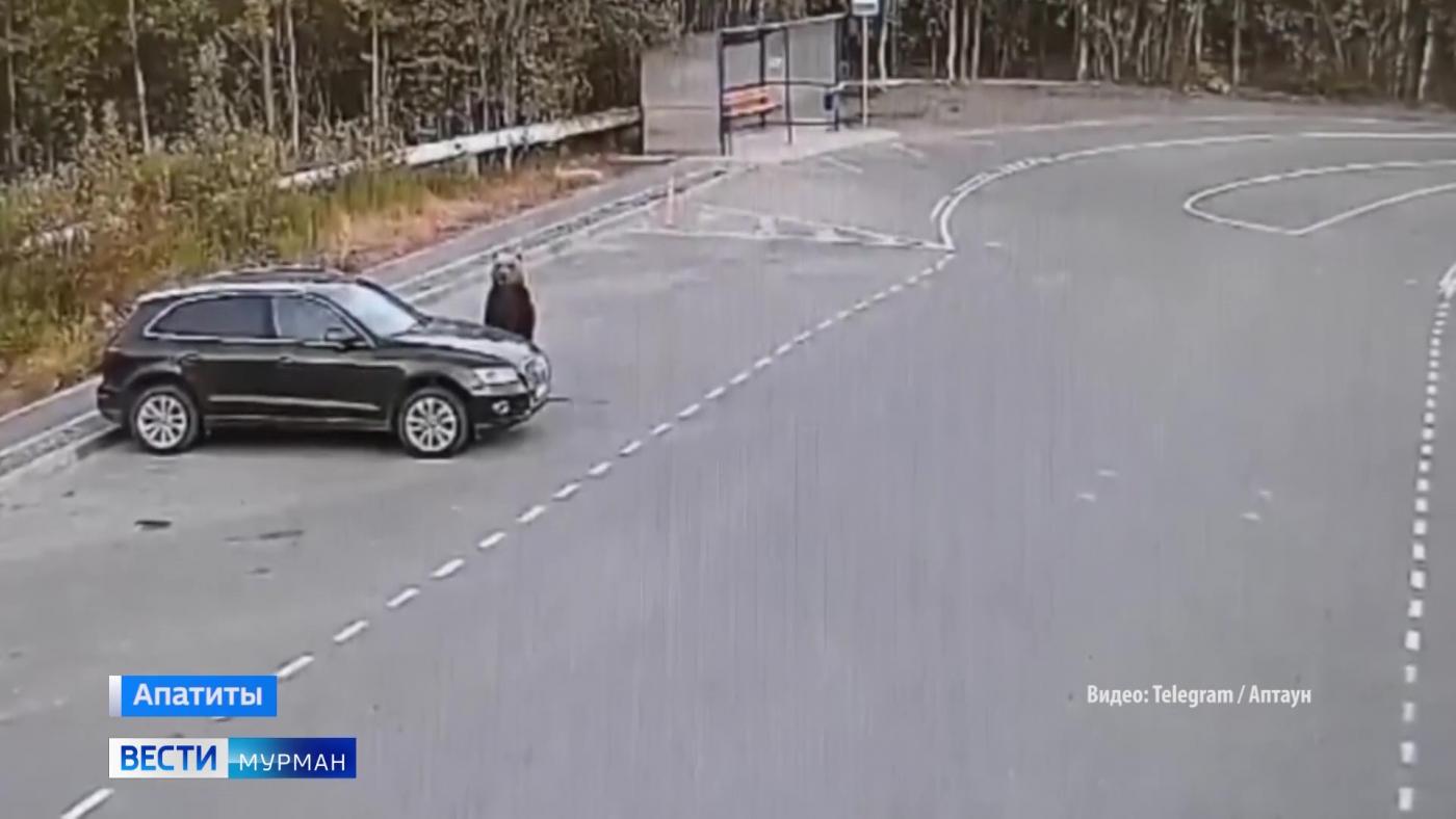Посетивший парковку медучреждения в Апатитах медведь попал на видео