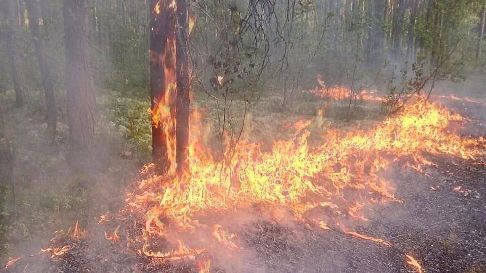 Сухие грозы стали чаще приходить в леса Мурманской области