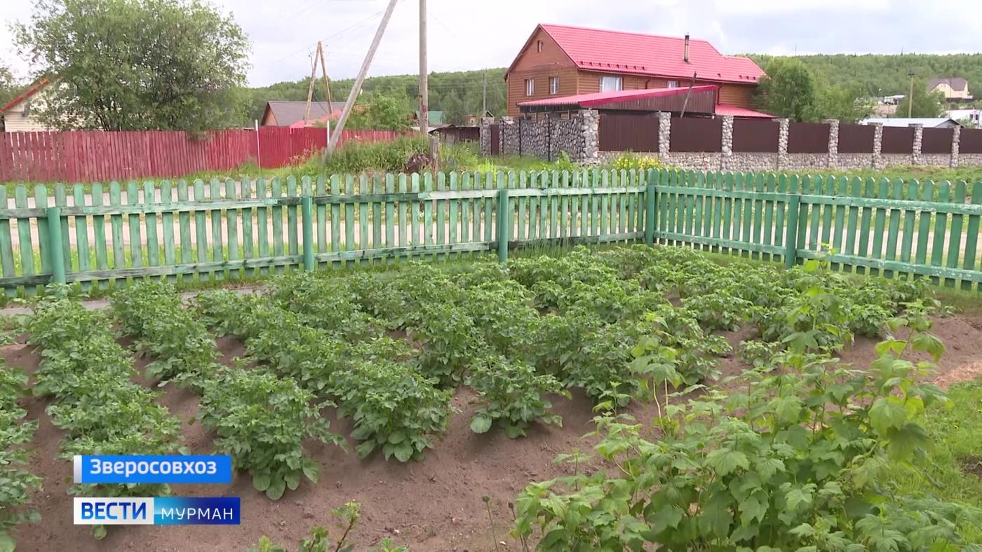 Битву за урожай ведут огородники Мурманской области