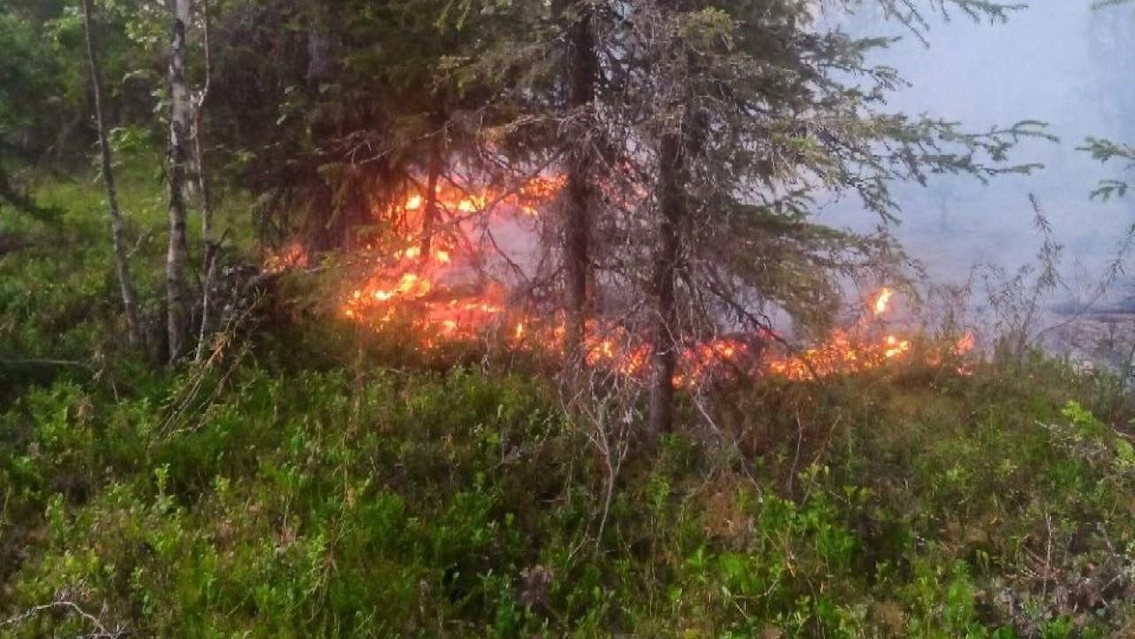 В Кандалакшском округе пожарные спасли домик медведя