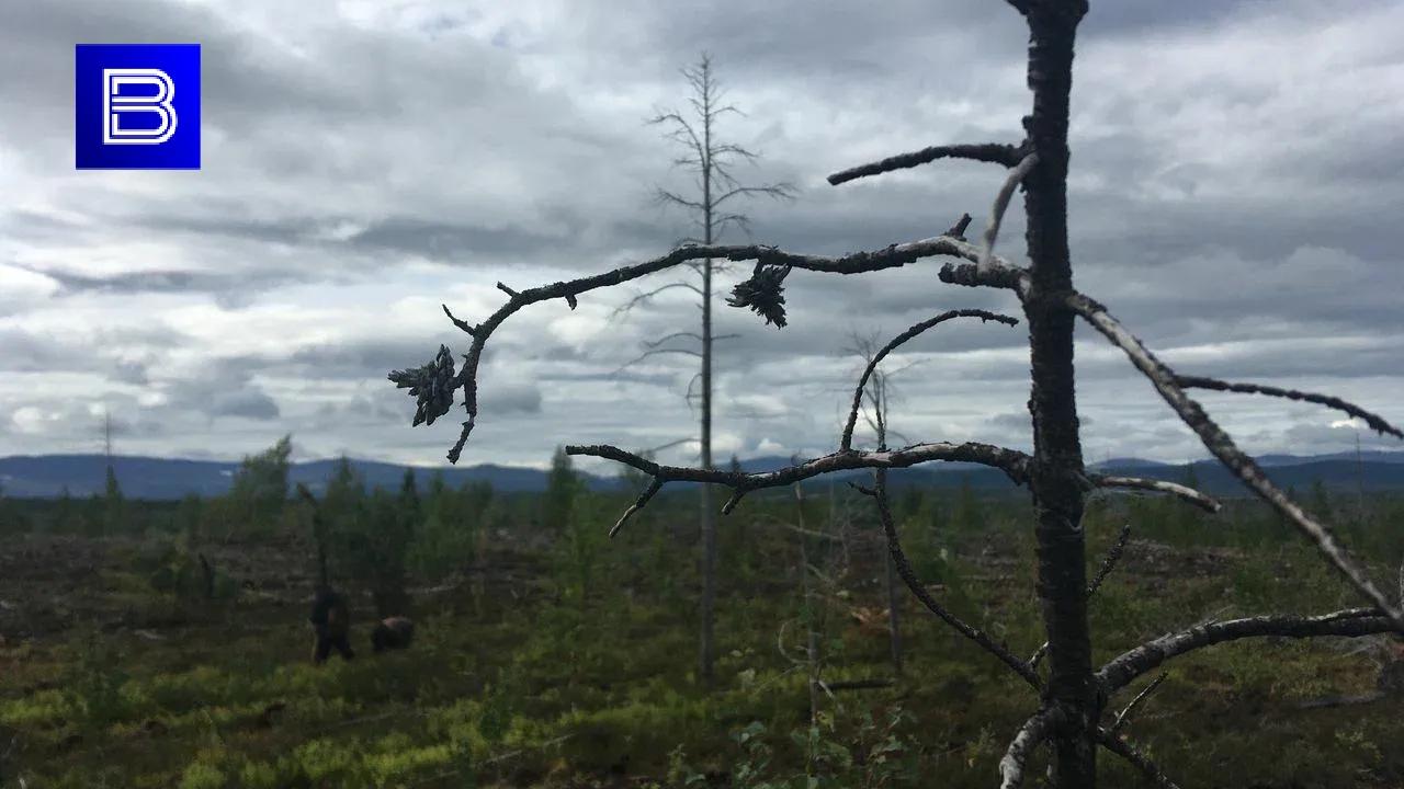 В Мурманской области усилен контроль за пожароопасной обстановкой в лесах 