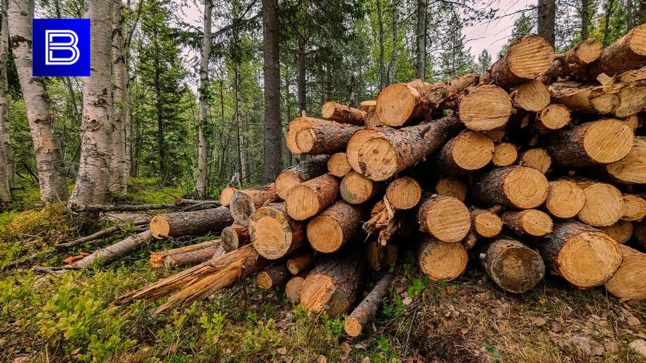 Повышенный класс пожарной опасности ожидается в Мурманской области