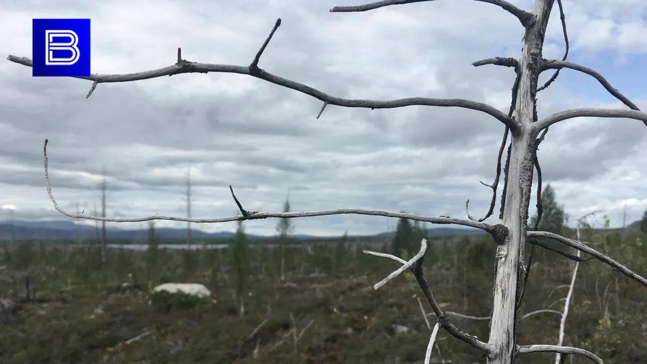 В Мончегорске и Оленегорске ожидается повышенная пожарная опасность