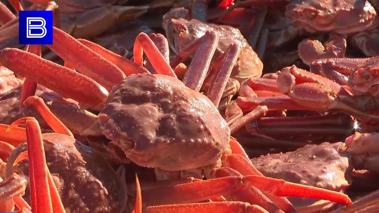 За незаконную добычу краба в Мурманской области осудили петербуржцев