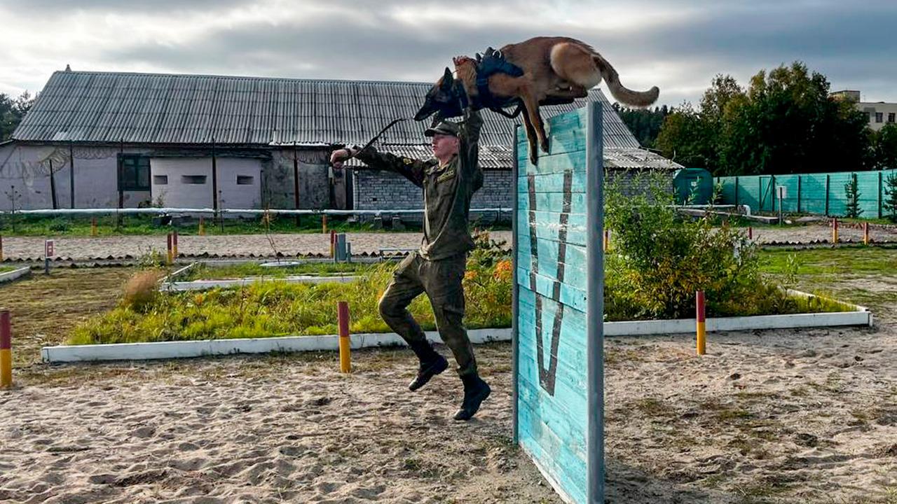 Четвероногие саперы Северного флота отработали навыки поиска взрывчатых веществ и боеприпасов