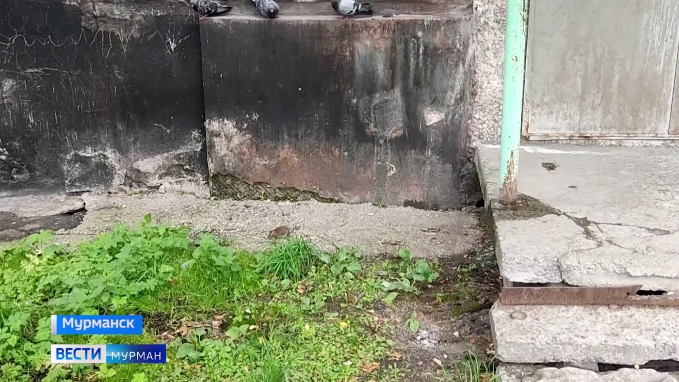 Борьба с мышами и крысами: в Мурманске проходят профилактические рейды по придомовым территориям