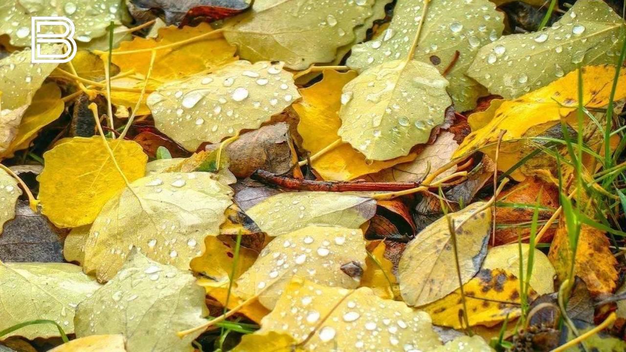 Небольшие дожди накроют Мурманскую область 14 октября
