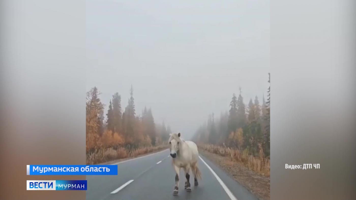 Снег в Хибинах и необычная встреча с конем – что обсуждают северяне в соцсетях 