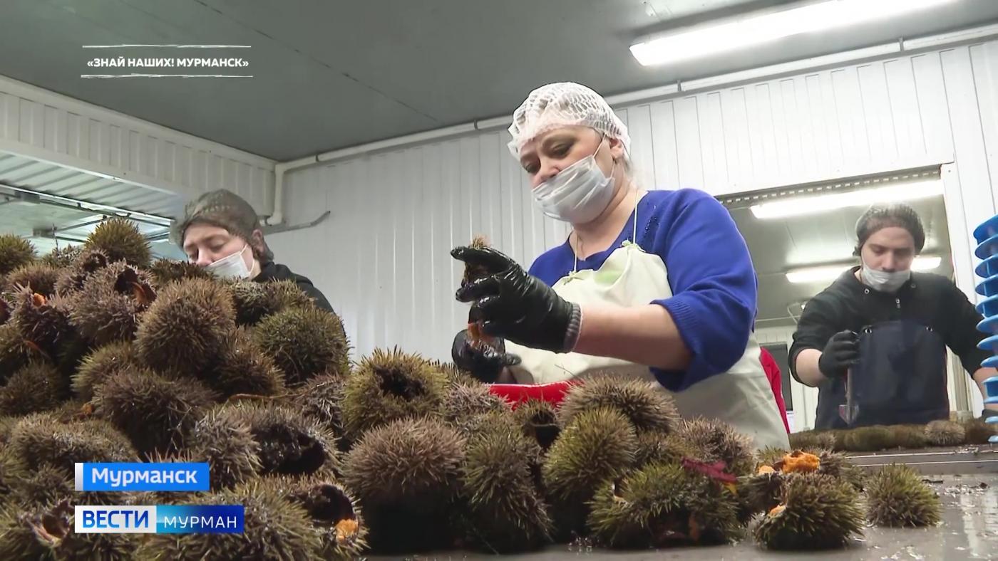 Чем полезен морской еж и почему стал популярен в России: вкусный бренд Севера