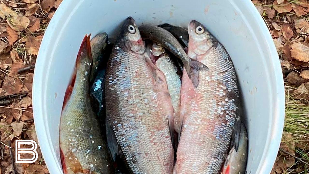 В Мурманск с Камчатки привезли рыбу Северным морским путем