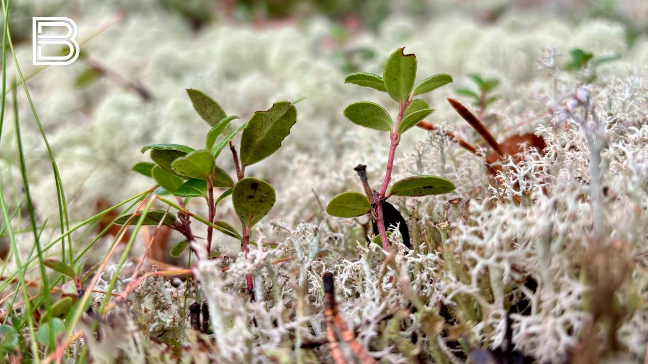 Прогноз погоды в Мурманской области на 30 октября