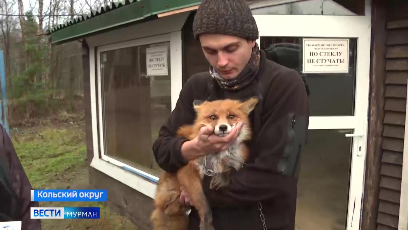 Из дикой и пугливой бедняжки – в ручную лисицу-красавицу. Мурманчане отстроили большой дом для лесного гостя