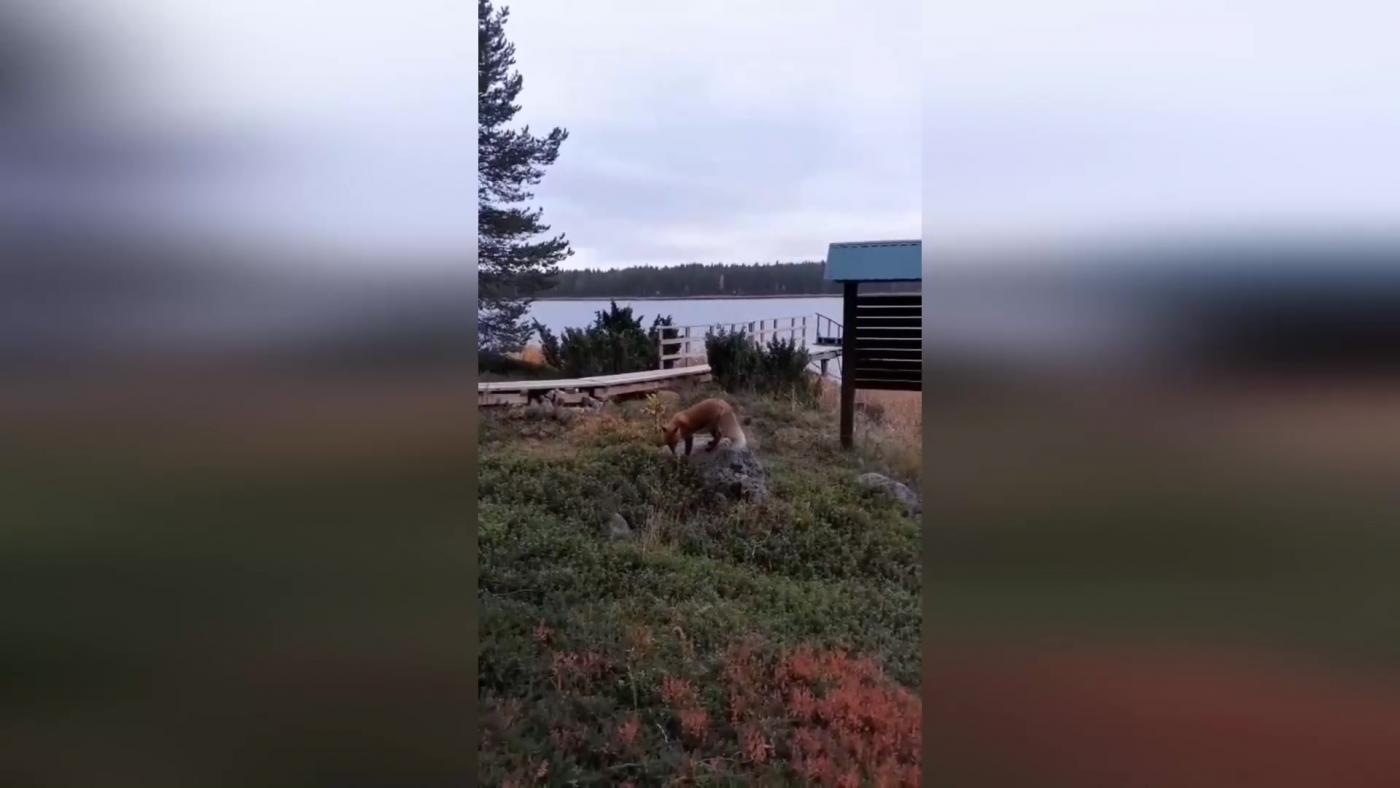 Лиса навестила ученых Кандалакшского заповедника 