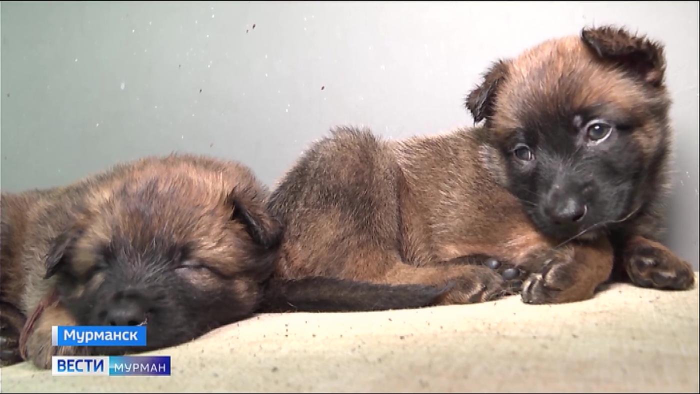 Дети Пумы и Бэтмена. В мурманском центре кинологической службы впервые появились щенки бельгийской овчарки
