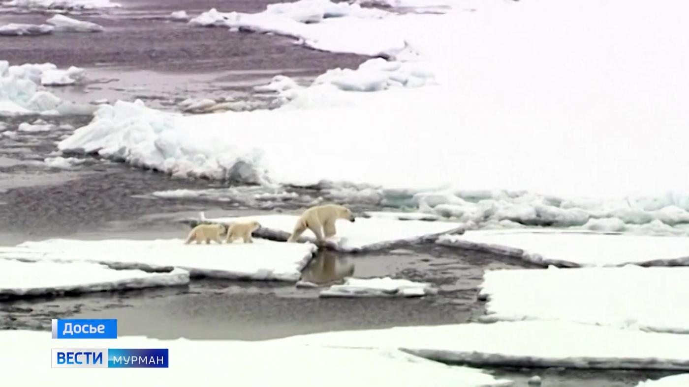 В Мурманске стартовали Всероссийские уроки, посвященные сохранению белого медведя