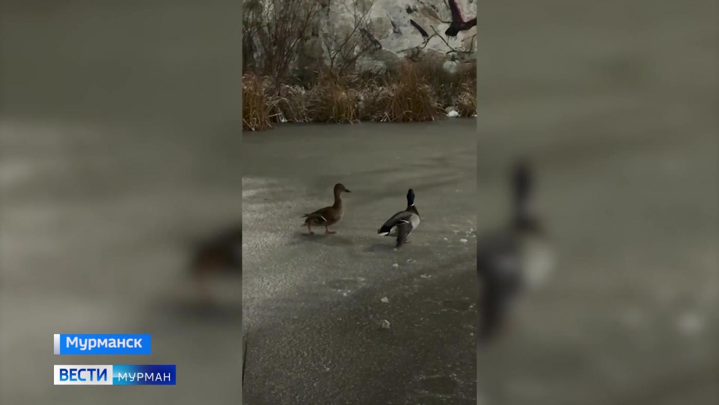 Северяне спасли раненых селезня и утку в Мурманске 