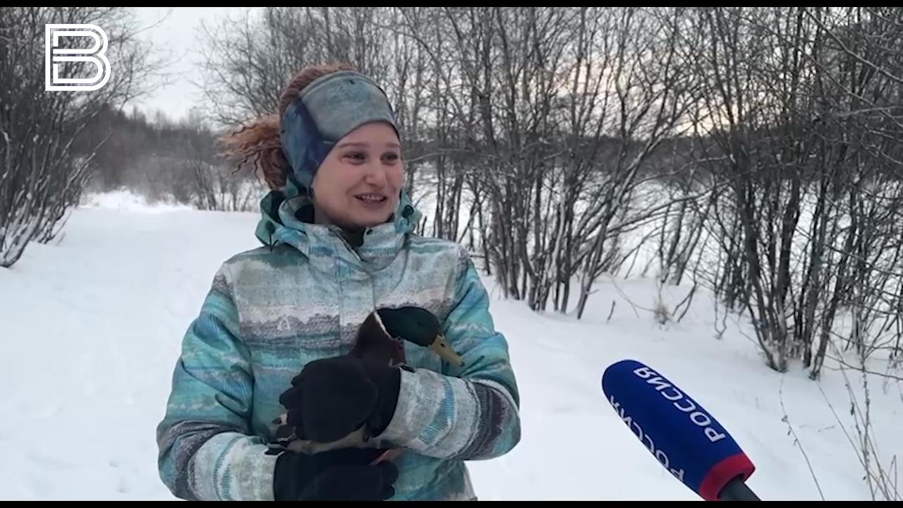 Спасенных мурманских уток назвали Марат и Марта