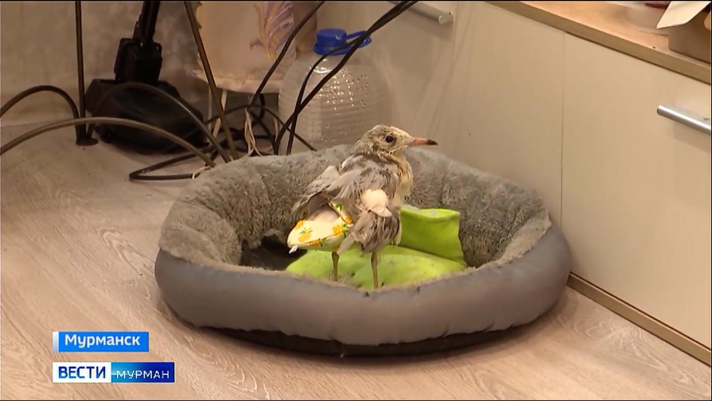 &quot;Девать просто некуда&quot;: чайка со сломанным крылом ждет шанс на жизнь в новом доме