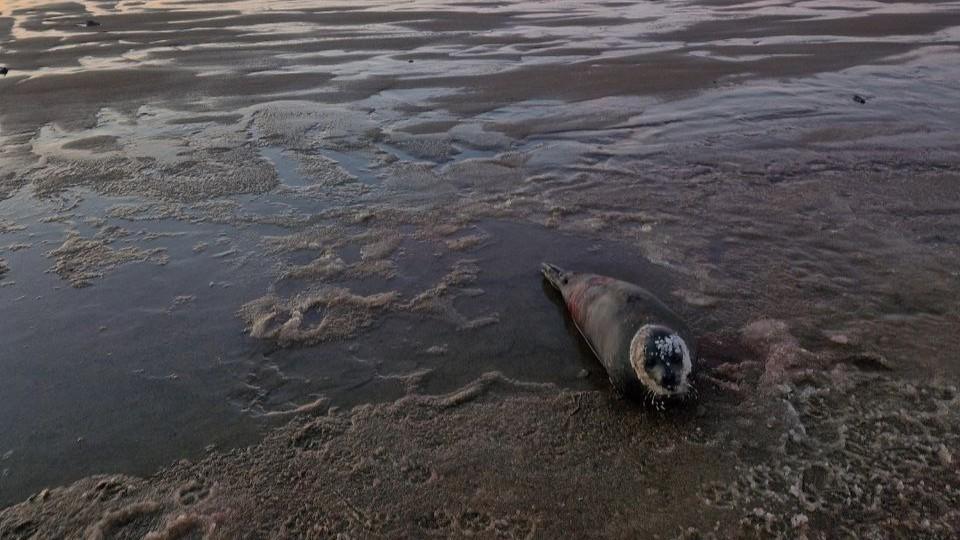 Ситуацию с раненым тюленем в Териберке взяли на особый контроль в профильных ведомствах